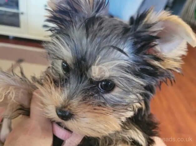 Luna&Toby's only male Yorkshire Terrier BOY for sale in Fleetwood, Lancashire - Image 3