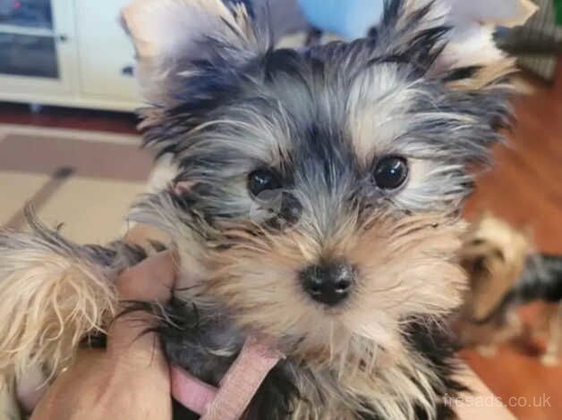 Luna&Toby's only male Yorkshire Terrier BOY for sale in Fleetwood, Lancashire - Image 4