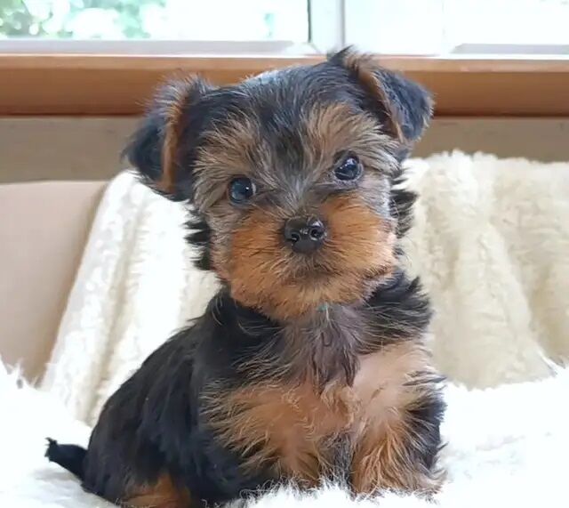 Male & Female Yorkshire Terrier Puppies for sale in Avonmouth, Bristol