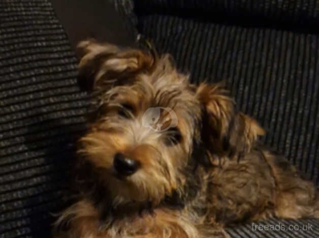 Male Pedigree Yorkshire Terrier ready for loving home now for sale in Stockport, Greater Manchester