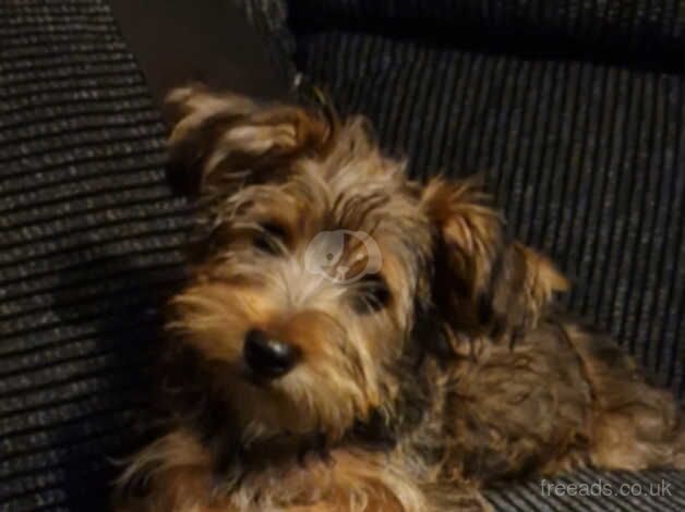 Male Pedigree Yorkshire Terrier ready for loving home now for sale in Stockport, Greater Manchester - Image 1