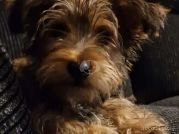 Male Pedigree Yorkshire Terrier ready for loving home now for sale in Stockport, Greater Manchester - Image 2