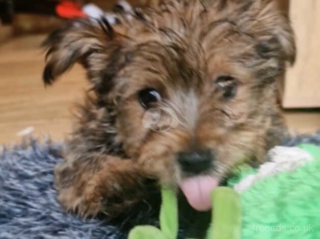 Male Pedigree Yorkshire Terrier ready for loving home now for sale in Stockport, Greater Manchester - Image 3