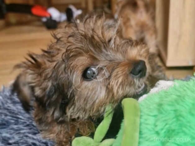 Male Pedigree Yorkshire Terrier ready for loving home now for sale in Stockport, Greater Manchester - Image 4