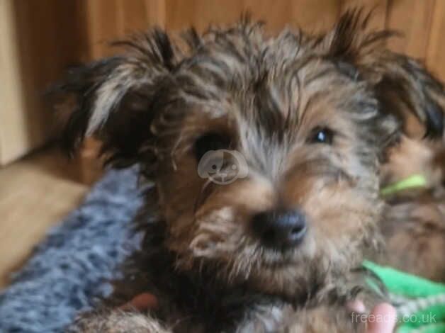 Male Pedigree Yorkshire Terrier ready for loving home now for sale in Stockport, Greater Manchester - Image 5