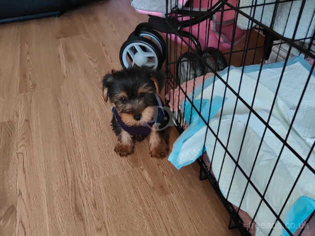 Male pup for sale in Belfast, Belfast