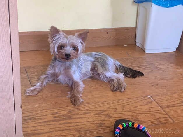 Male Tiny Yorkie For Rehome for sale in Westcliff-on-Sea, Essex - Image 1