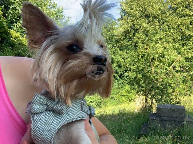 Male Tiny Yorkie For Rehome for sale in Westcliff-on-Sea, Essex - Image 2