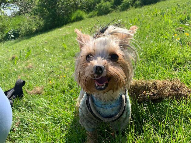 Male Tiny Yorkie For Rehome for sale in Westcliff-on-Sea, Essex - Image 3