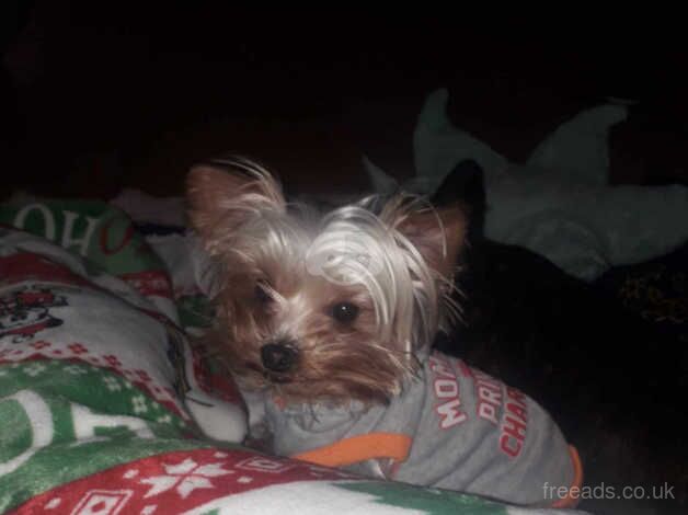 Male Tiny Yorkie For Rehome for sale in Westcliff-on-Sea, Essex - Image 5