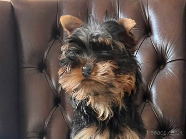 Male Yorkie pup for sale in Craigavon