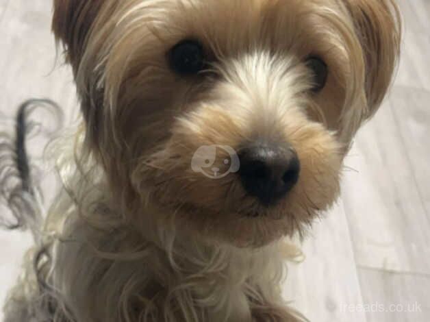 MALE YORKSHIRE TERRIER FOR SALE in Leicester, Leicestershire