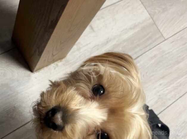 MALE YORKSHIRE TERRIER FOR SALE in Leicester, Leicestershire - Image 2