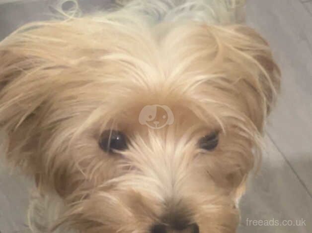 MALE YORKSHIRE TERRIER FOR SALE in Leicester, Leicestershire - Image 3