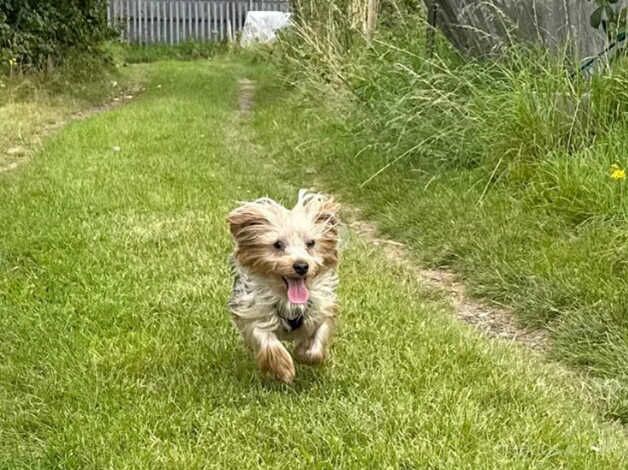 MALE YORKSHIRE TERRIER FOR SALE in Leicester, Leicestershire - Image 4