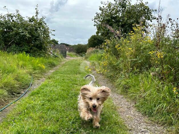 MALE YORKSHIRE TERRIER FOR SALE in Leicester, Leicestershire - Image 5