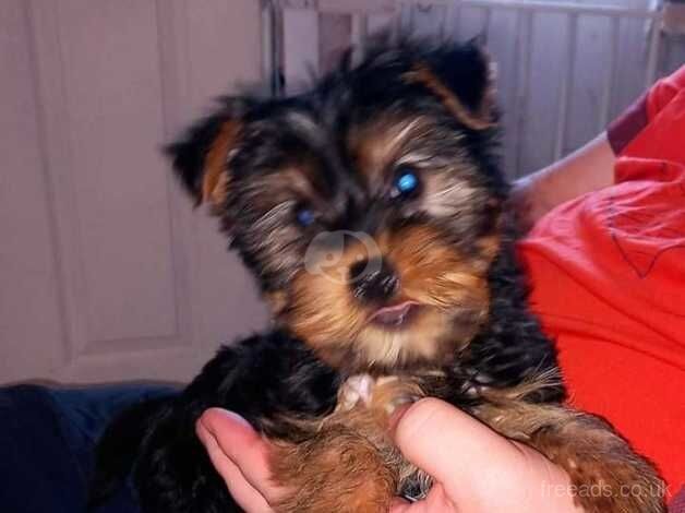 Male Yorkshire terrier puppy for sale in Manchester, Greater Manchester - Image 1