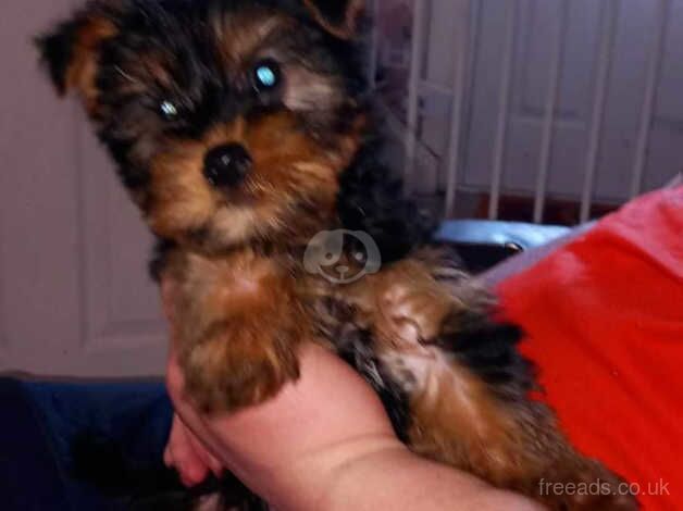Male Yorkshire terrier puppy for sale in Manchester, Greater Manchester - Image 2