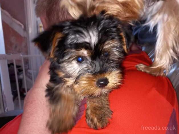 Male Yorkshire terrier puppy for sale in Manchester, Greater Manchester - Image 3