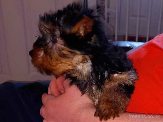 Male Yorkshire terrier puppy for sale in Manchester, Greater Manchester - Image 4