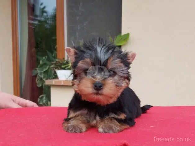 Mia my remaining Yorkie girl for sale in Largs, North Ayrshire