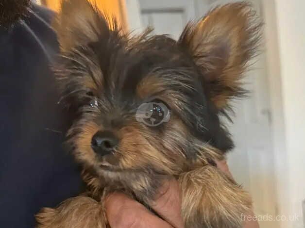 Mia my Yorkie girl for sale in Liverpool, Merseyside
