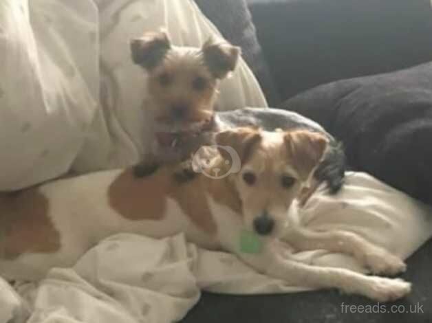 Midge, 6 year old Yorkshire Terrier for sale in Mexborough, South Yorkshire - Image 2