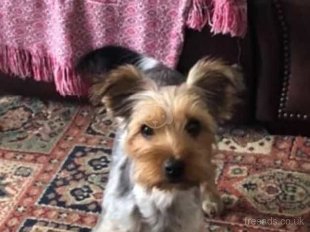 Midge, 6 year old Yorkshire Terrier for sale in Mexborough, South Yorkshire - Image 3