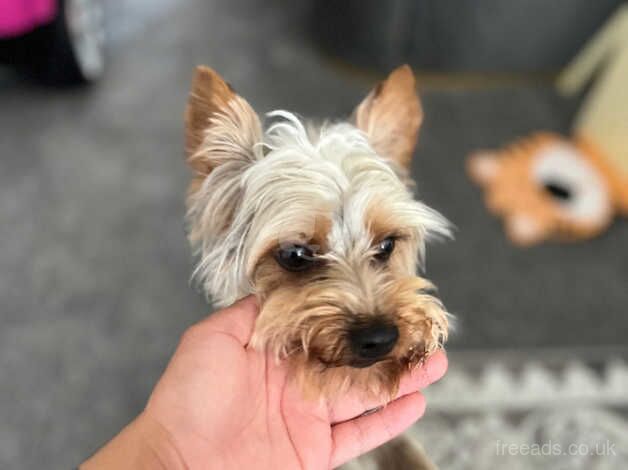 Milo for sale in Dover, Greater Manchester - Image 1