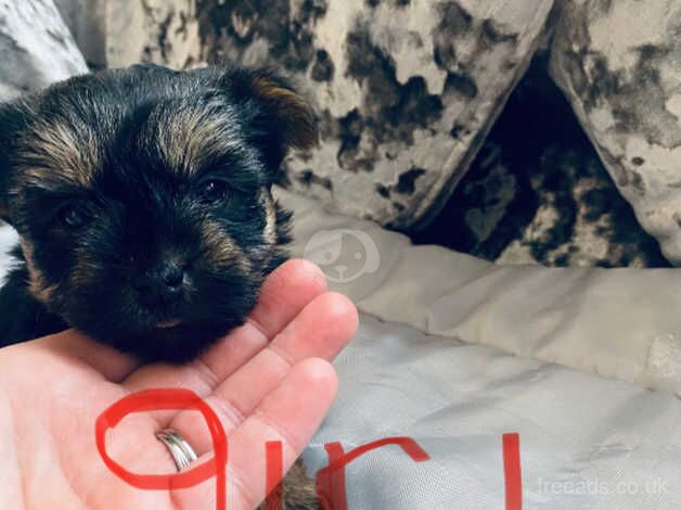 Minature Yorkshire terrier puppy for sale in Sunderland, Cumbria