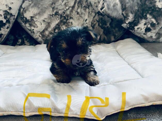 Minature Yorkshire terrier puppy for sale in Sunderland, Cumbria