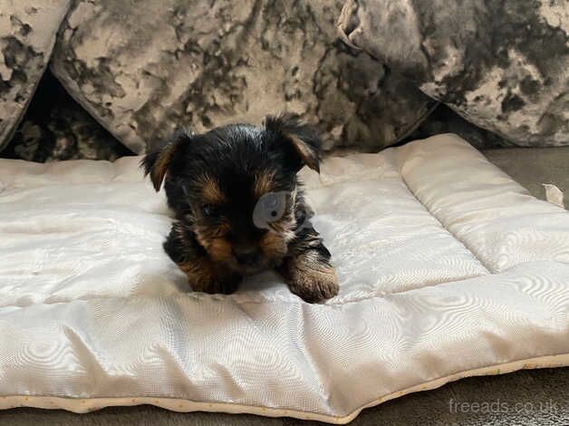 Minature Yorkshire terriers for sale in Sunderland, Cumbria - Image 4