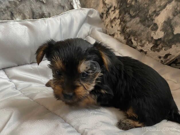 Minature Yorkshire terriers for sale in Sunderland, Cumbria - Image 5