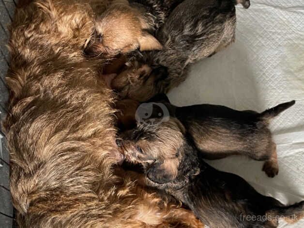 Mini Wire Haired Dachshund pups for sale in Bangor, North Down