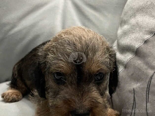 Mini Wire Haired Dachshund pups for sale in Bangor, North Down - Image 2