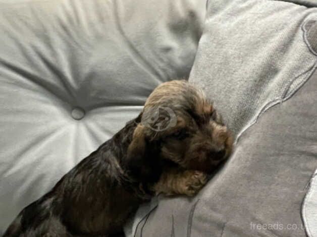 Mini Wire Haired Dachshund pups for sale in Bangor, North Down - Image 4