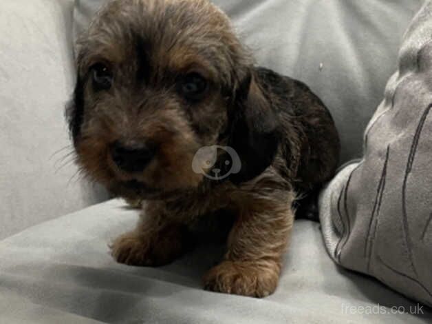 Mini Wire Haired Dachshund pups for sale in Bangor, North Down - Image 5