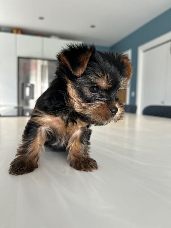 Mini yorkies for sale in Alness, Ross and Cromarty