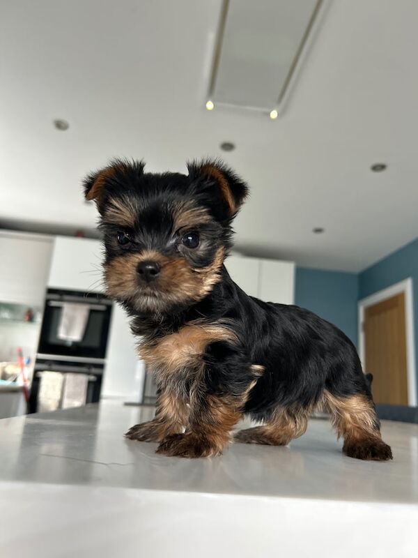 Mini yorkies for sale in Alness, Ross and Cromarty - Image 3