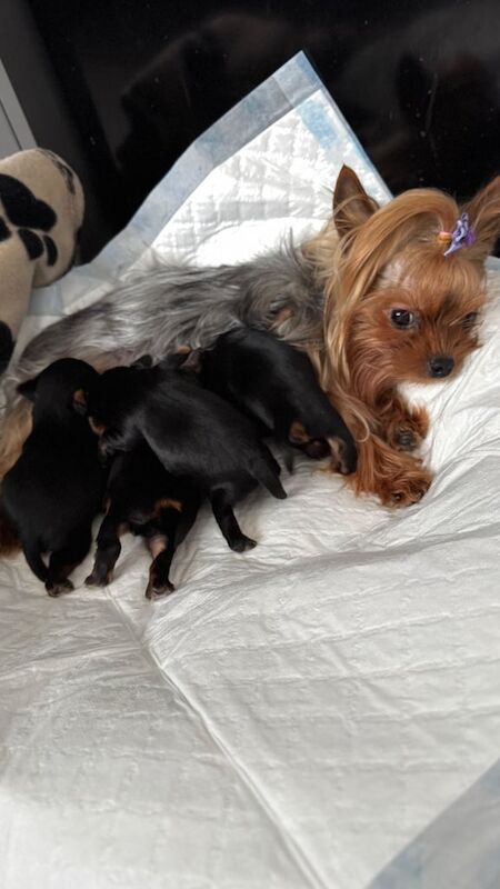 Mini Yorkshire puppies for sale in Hornchurch, Greater London