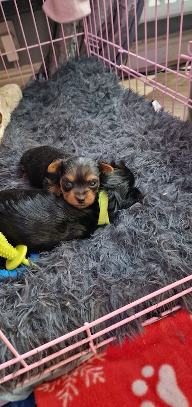 Mini Yorkshire terrier for sale in Caerphilly/Caerffil, Caerphilly