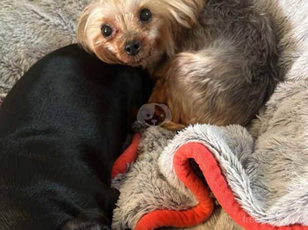 Mini Yorkshire terrier female 6Yrs for sale in Ely, Cambridgeshire - Image 2