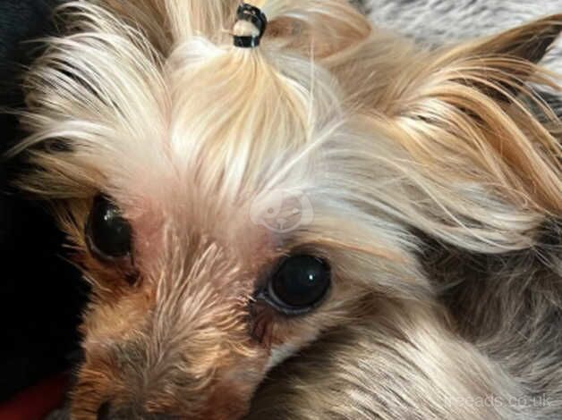 Mini Yorkshire terrier female 6Yrs for sale in Ely, Cambridgeshire - Image 3