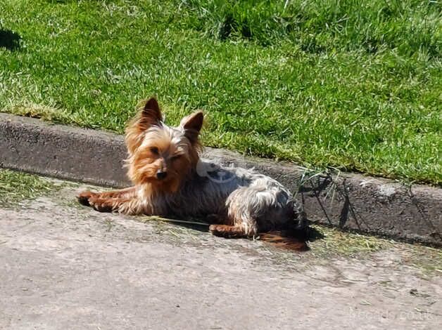 Mini yorkshire terrier for for sale in Omagh - Image 1