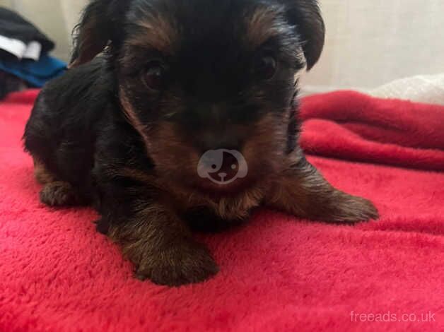 Mini Yorkshire Terrier for sale in Bognor Regis, West Sussex