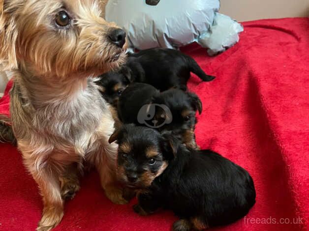 Mini Yorkshire Terrier for sale in Bognor Regis, West Sussex - Image 2