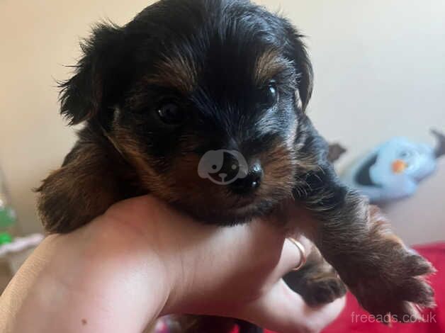 Mini Yorkshire Terrier for sale in Bognor Regis, West Sussex - Image 3