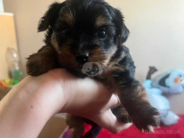 Mini Yorkshire Terrier for sale in Bognor Regis, West Sussex - Image 4