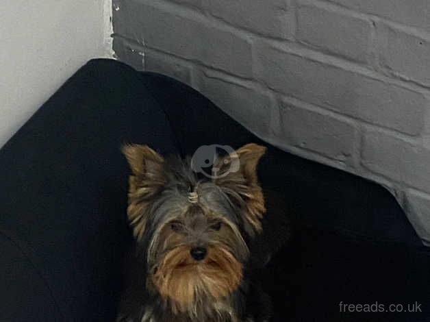 Mini Yorkshire terrier for sale in Gravesend, Hertfordshire - Image 1