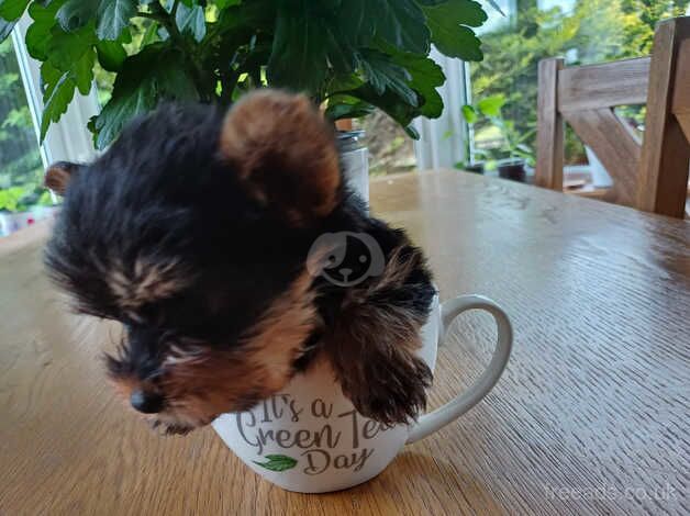 Mini yorkshire terrier for sale in Omagh - Image 1